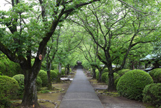 光長寺参道